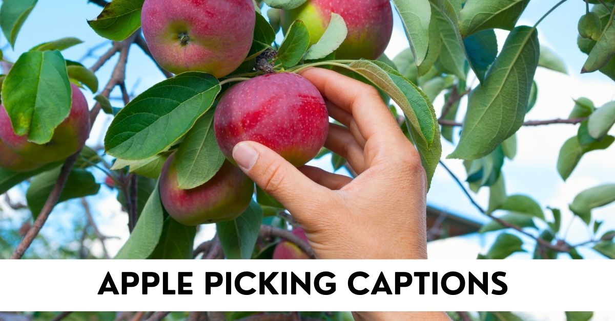 apple picking captions