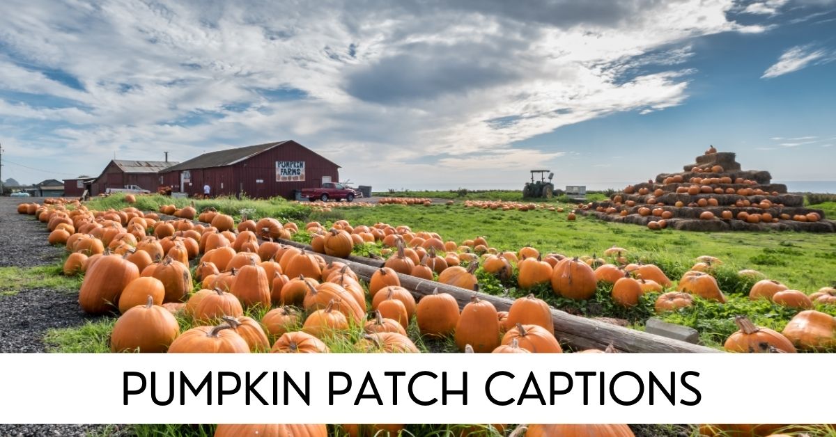 pumpkin patch captions