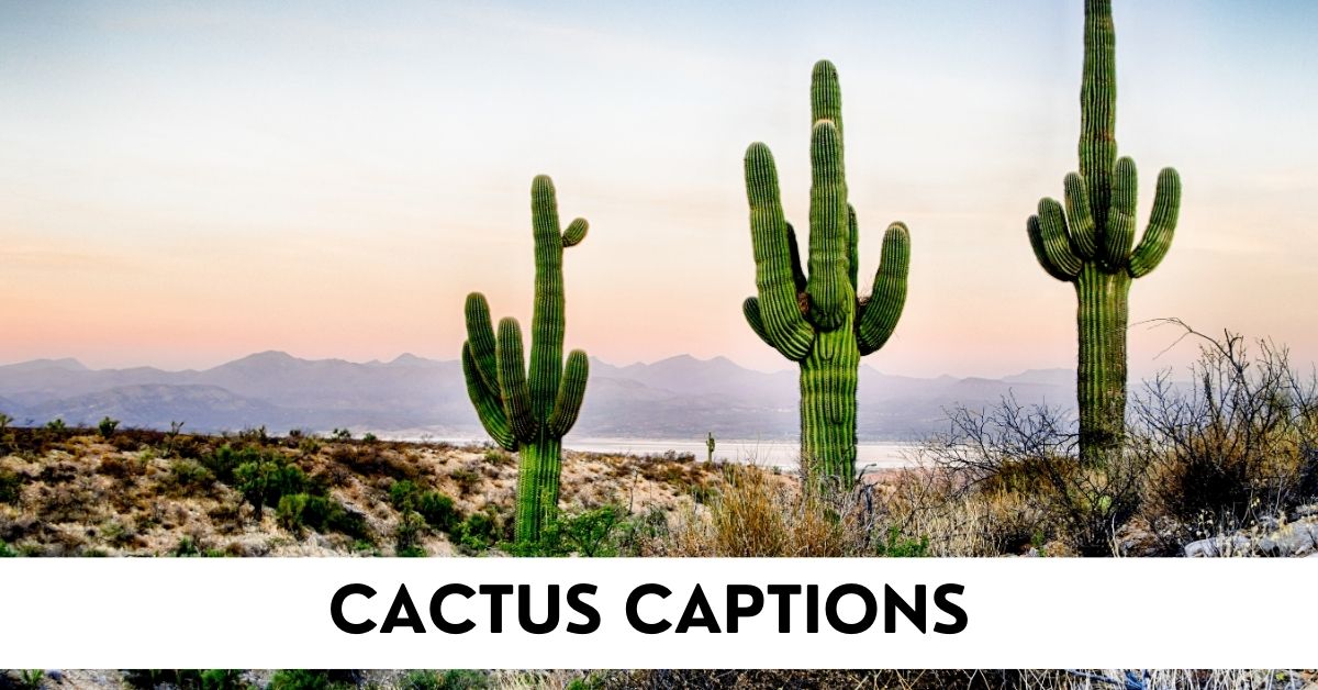 cactus captions