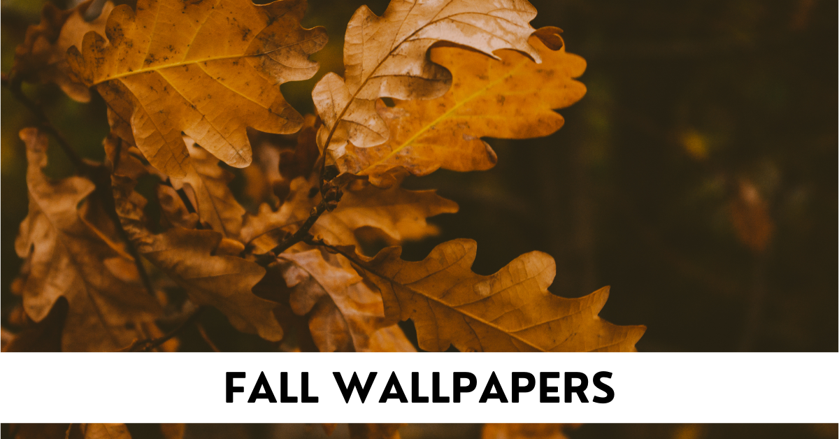 Fall Phone Wallpapers