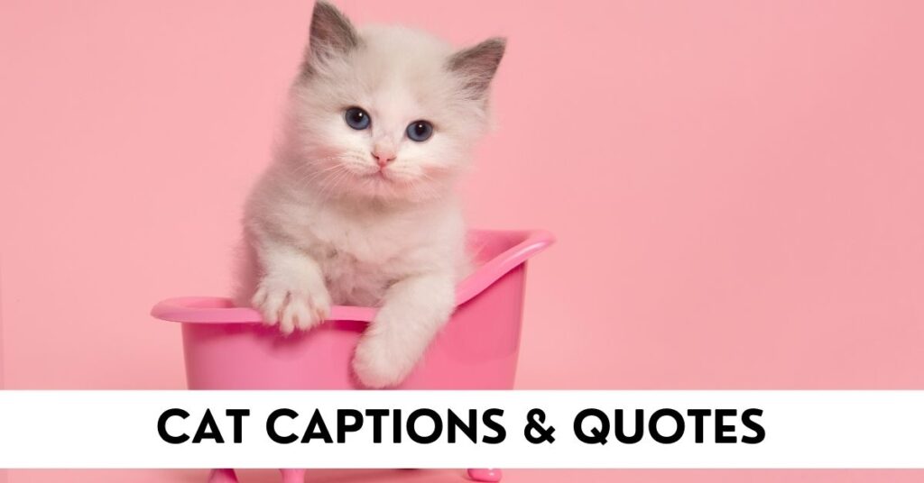 Cat Captions