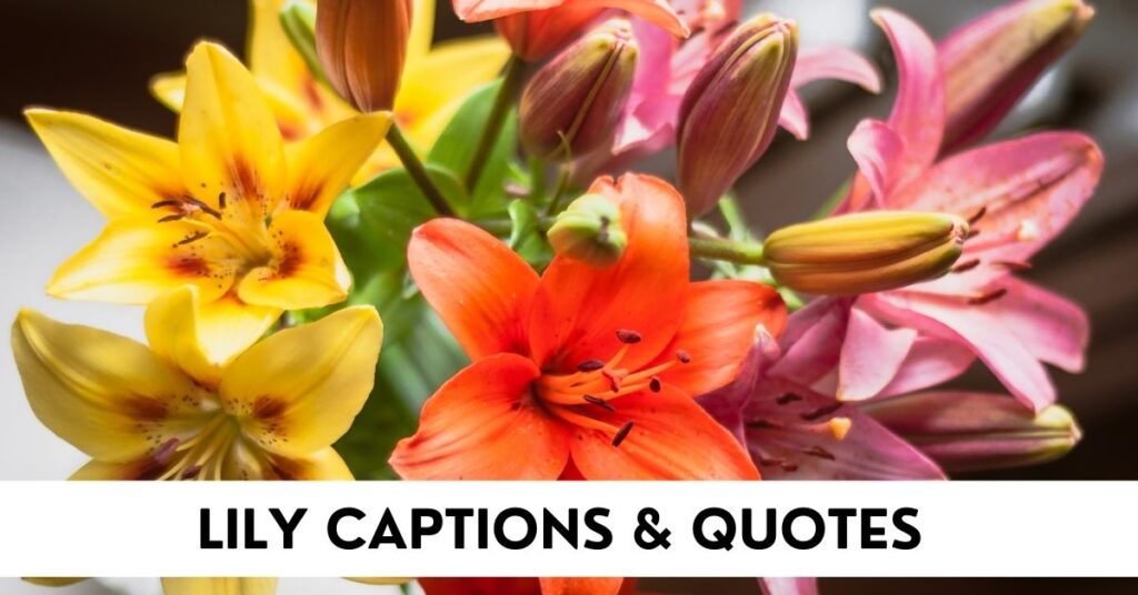 Lily Captions