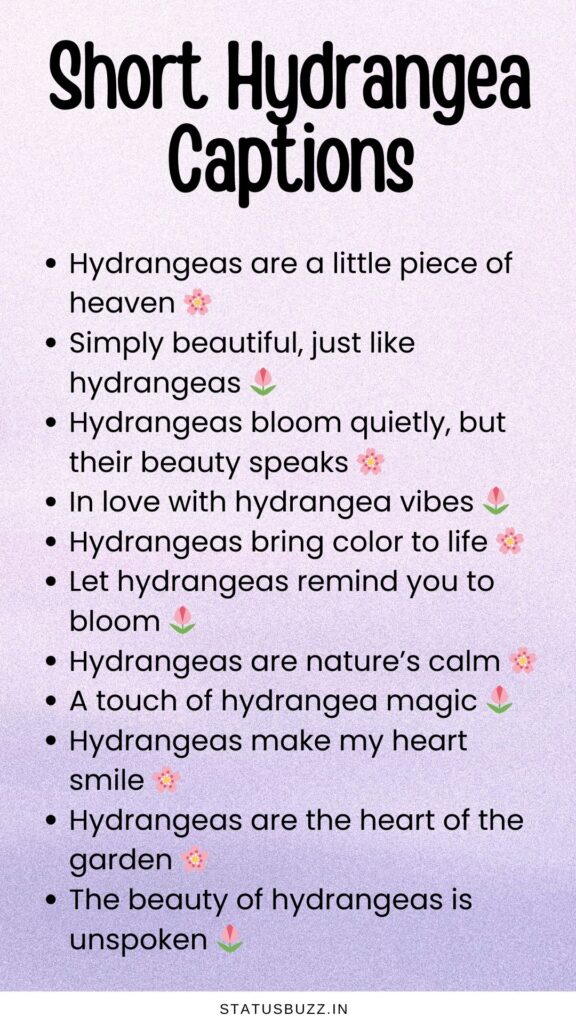 short hydrangea captions