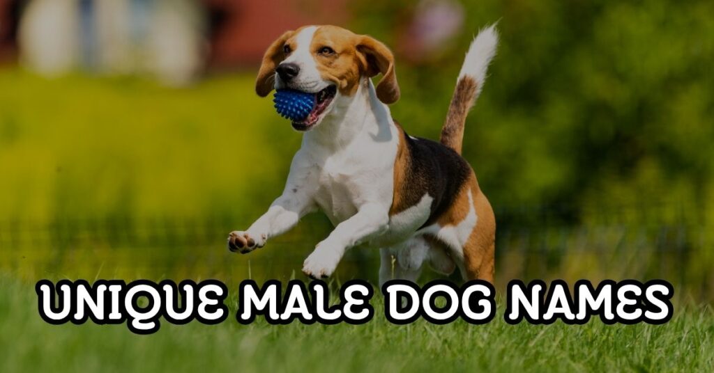Male Dog Names That You’ll Totally Love