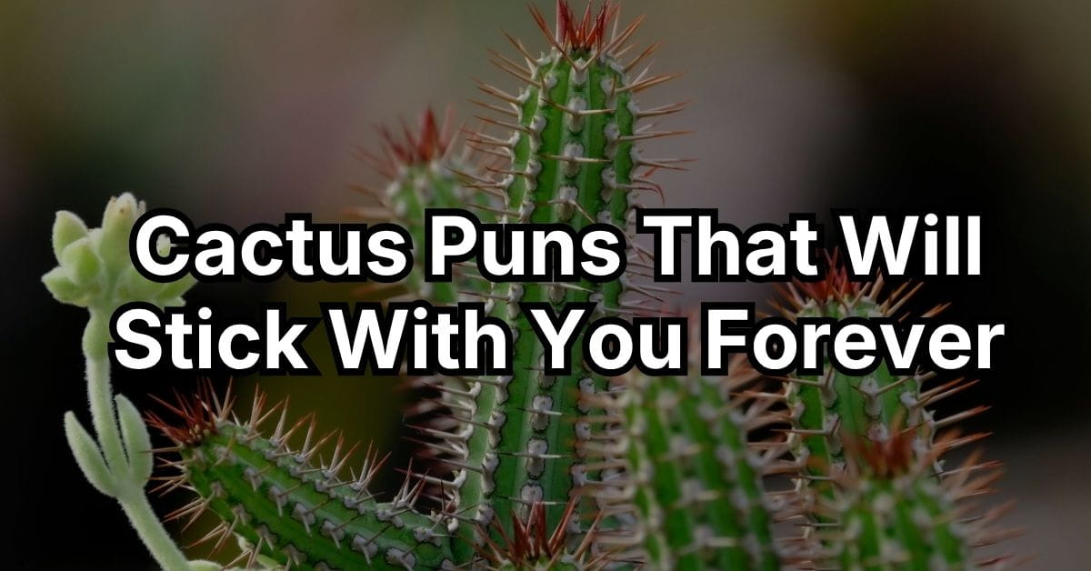 Cactus Puns That Will Stick With You Forever